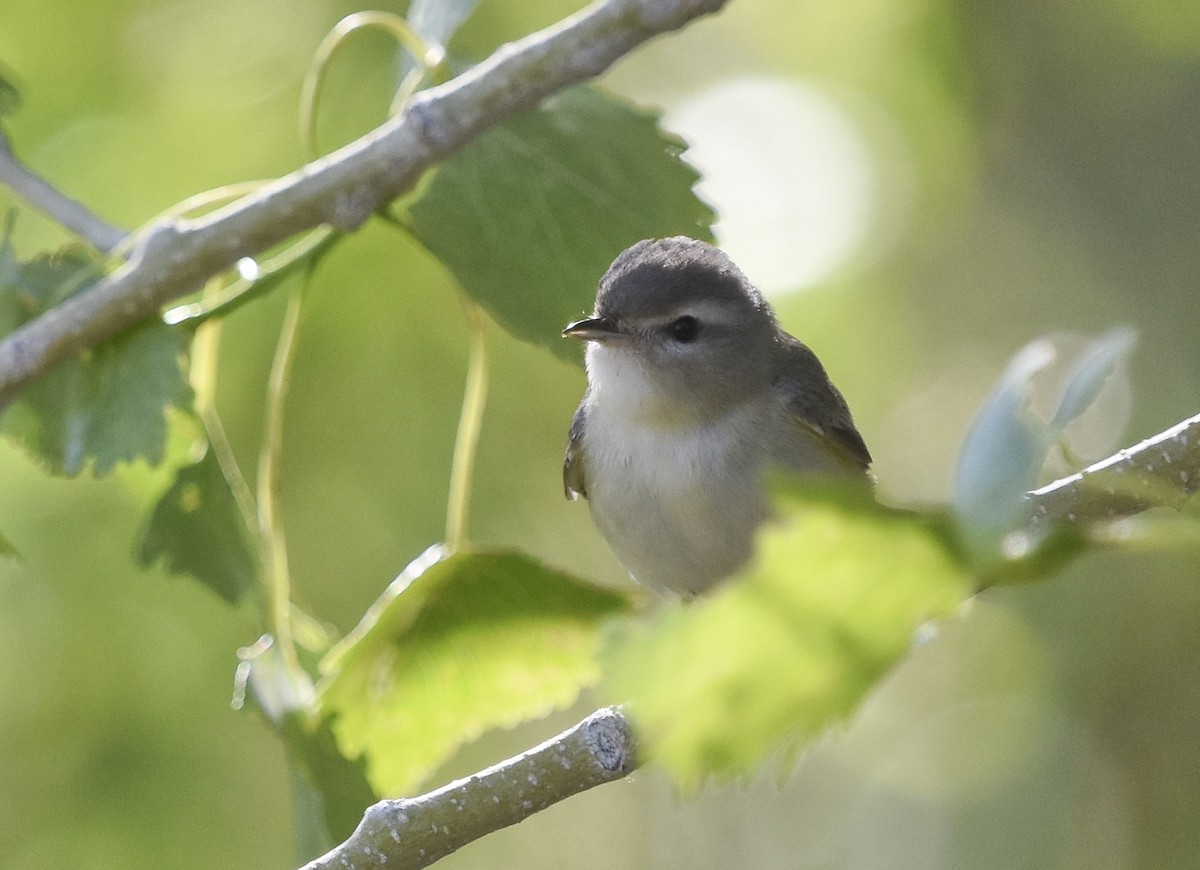 Warbling Vireo - ML621721084