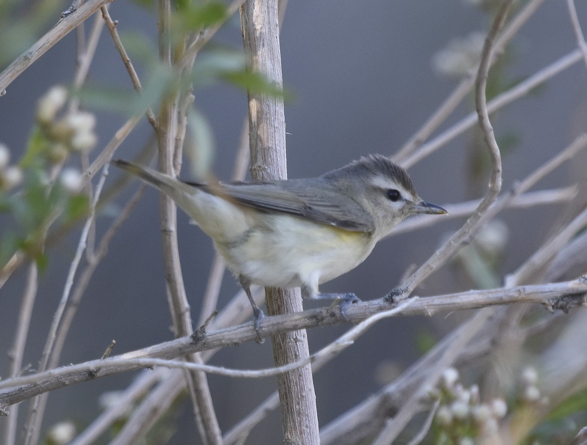 Warbling Vireo - ML621721085