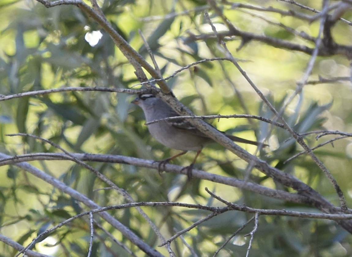 White-crowned Sparrow - ML621721108