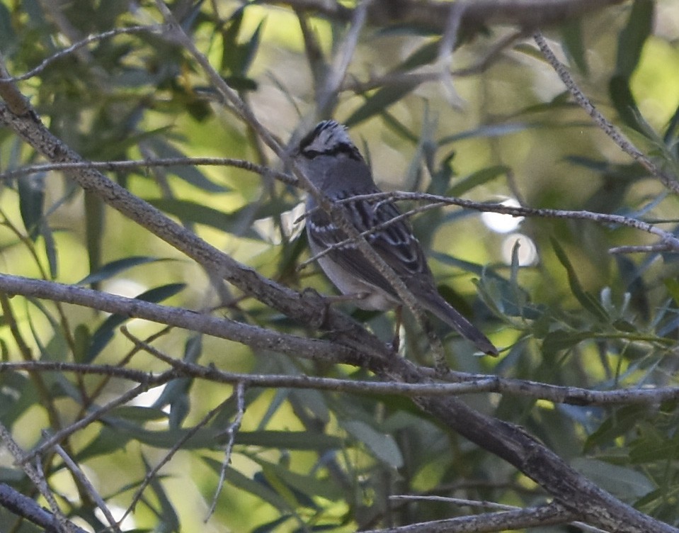 White-crowned Sparrow - Annie Meyer