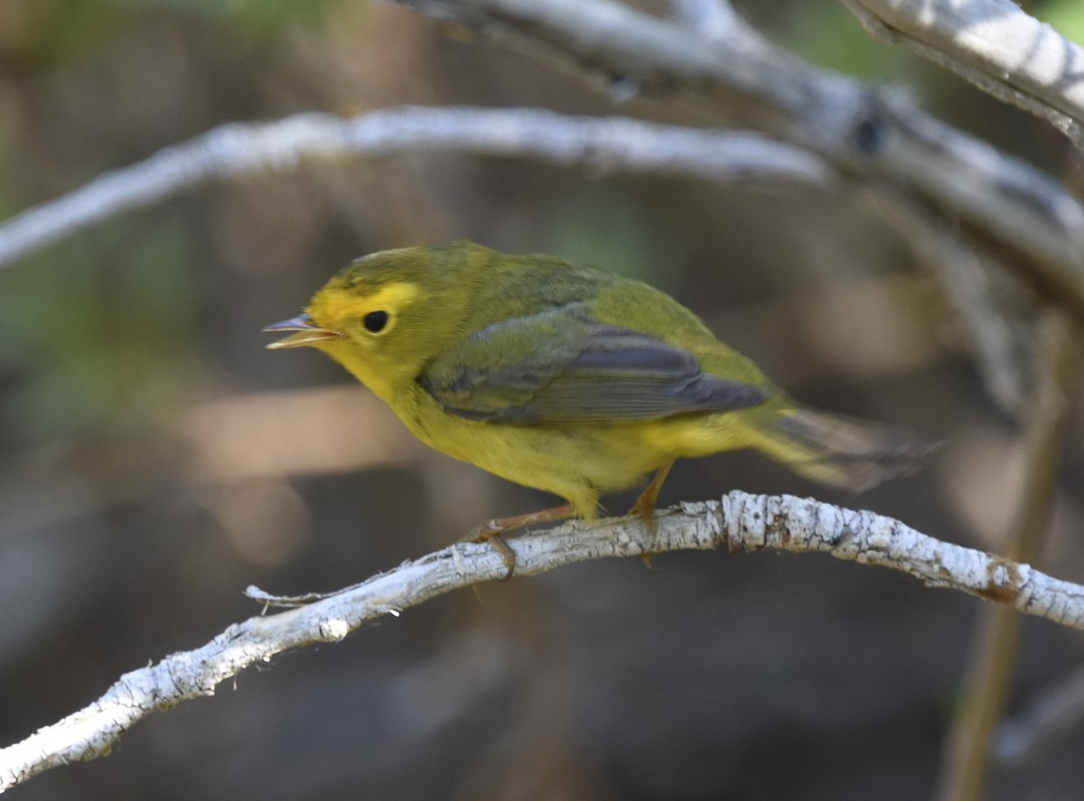 Wilson's Warbler - ML621721117