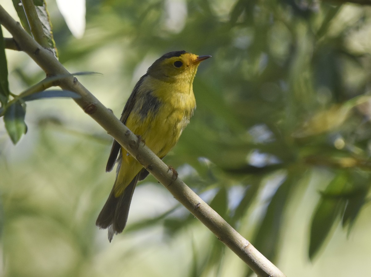 Wilson's Warbler - ML621721118