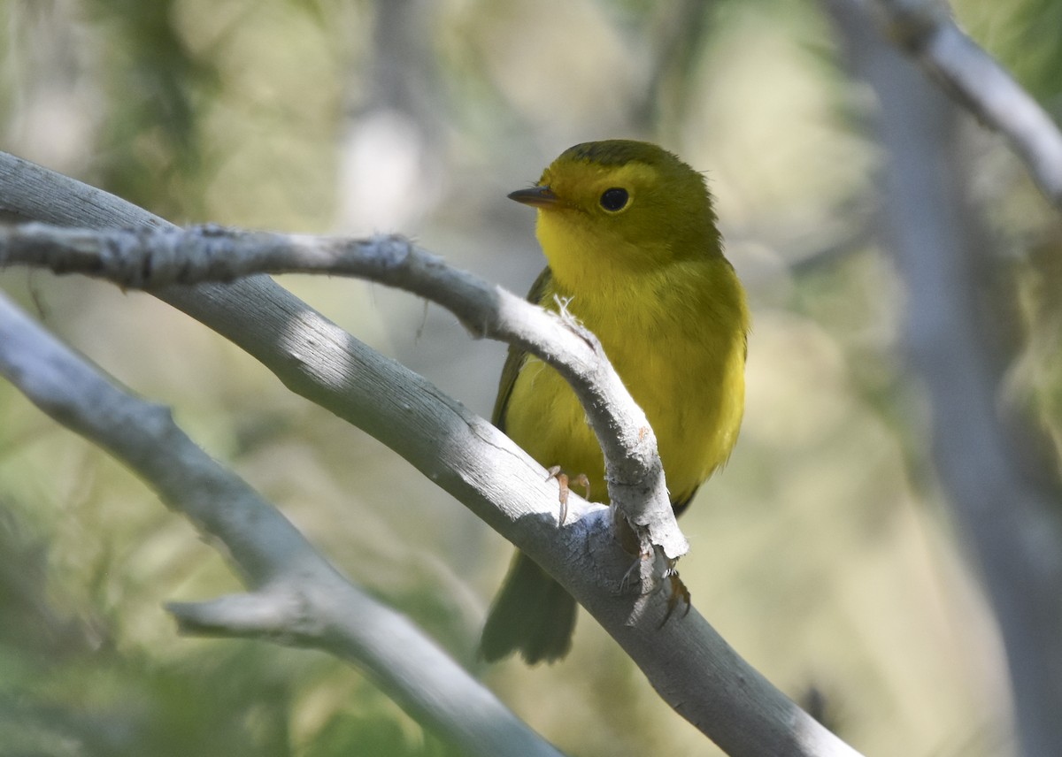 Wilson's Warbler - ML621721119