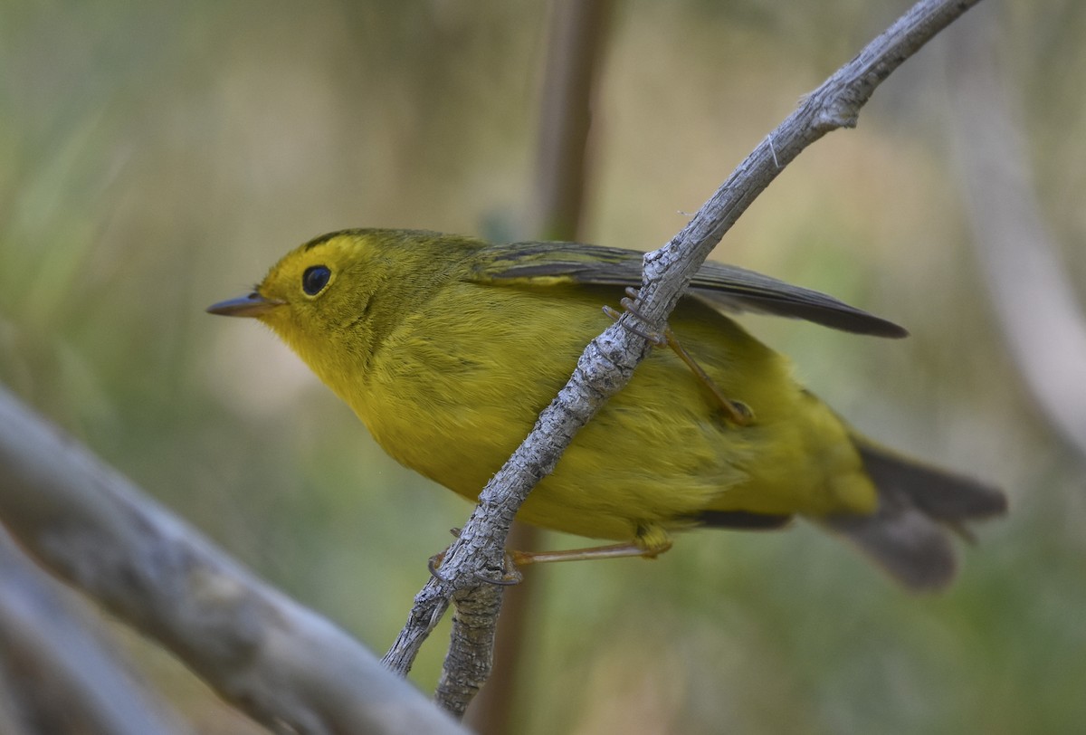 Wilson's Warbler - ML621721121