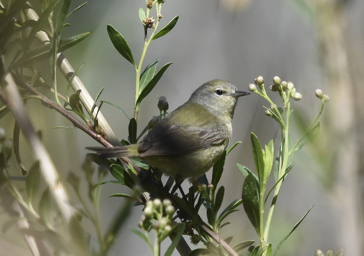 Orange-crowned Warbler - ML621721140