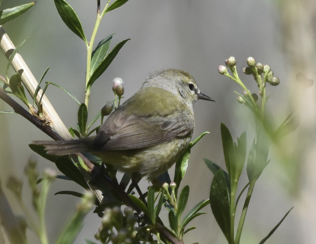 Orange-crowned Warbler - ML621721141