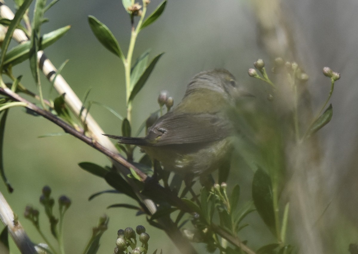 Orange-crowned Warbler - ML621721142