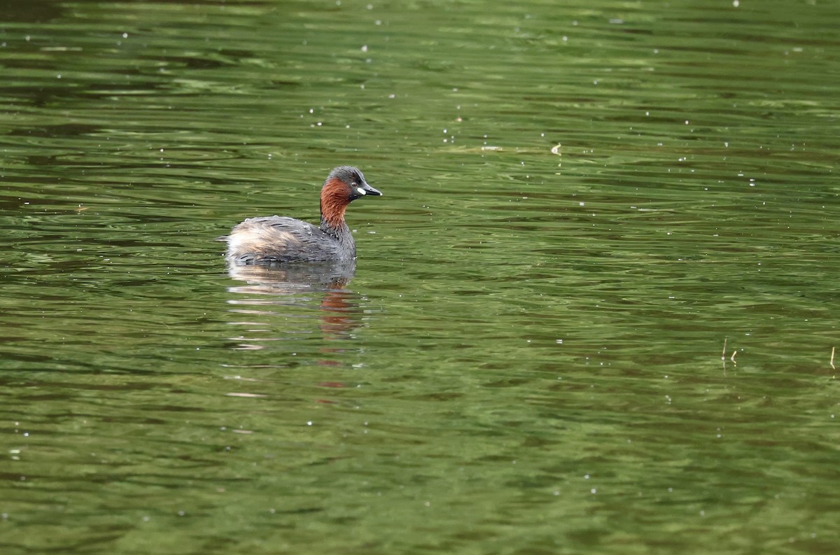 Little Grebe - Grace Simms  🐦‍⬛