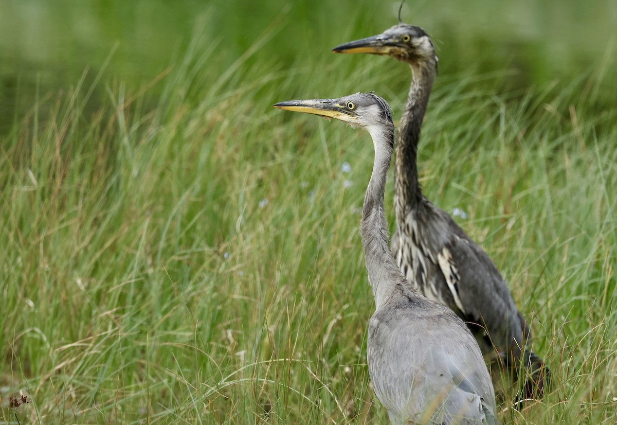 Gray Heron - Grace Simms  🐦‍⬛