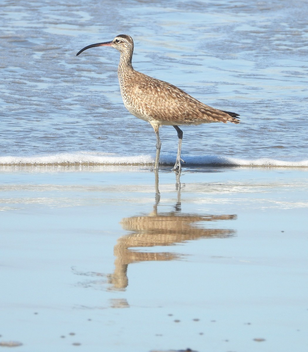 Whimbrel - Lynn Scarlett