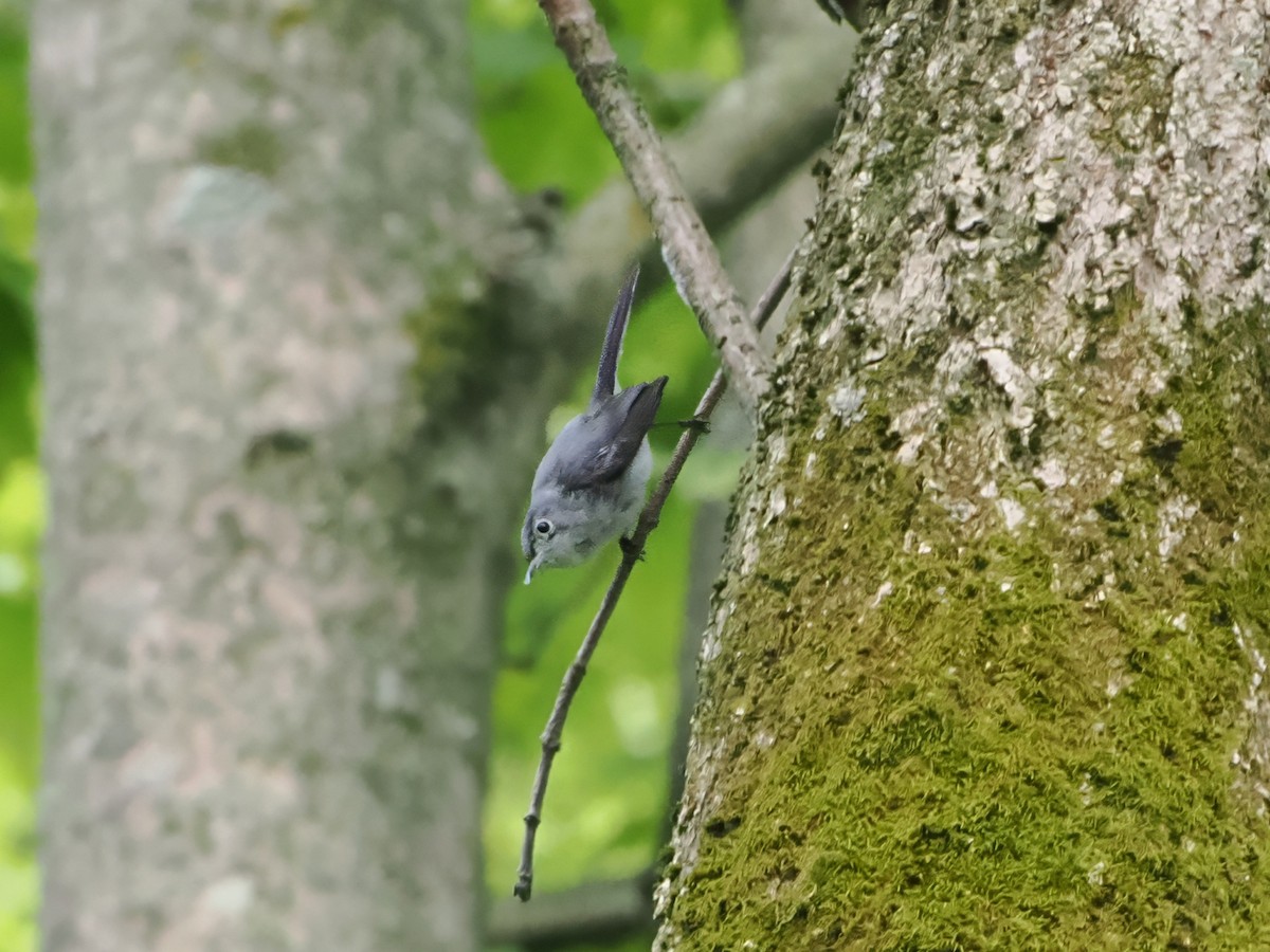 Blue-gray Gnatcatcher - ML621721287