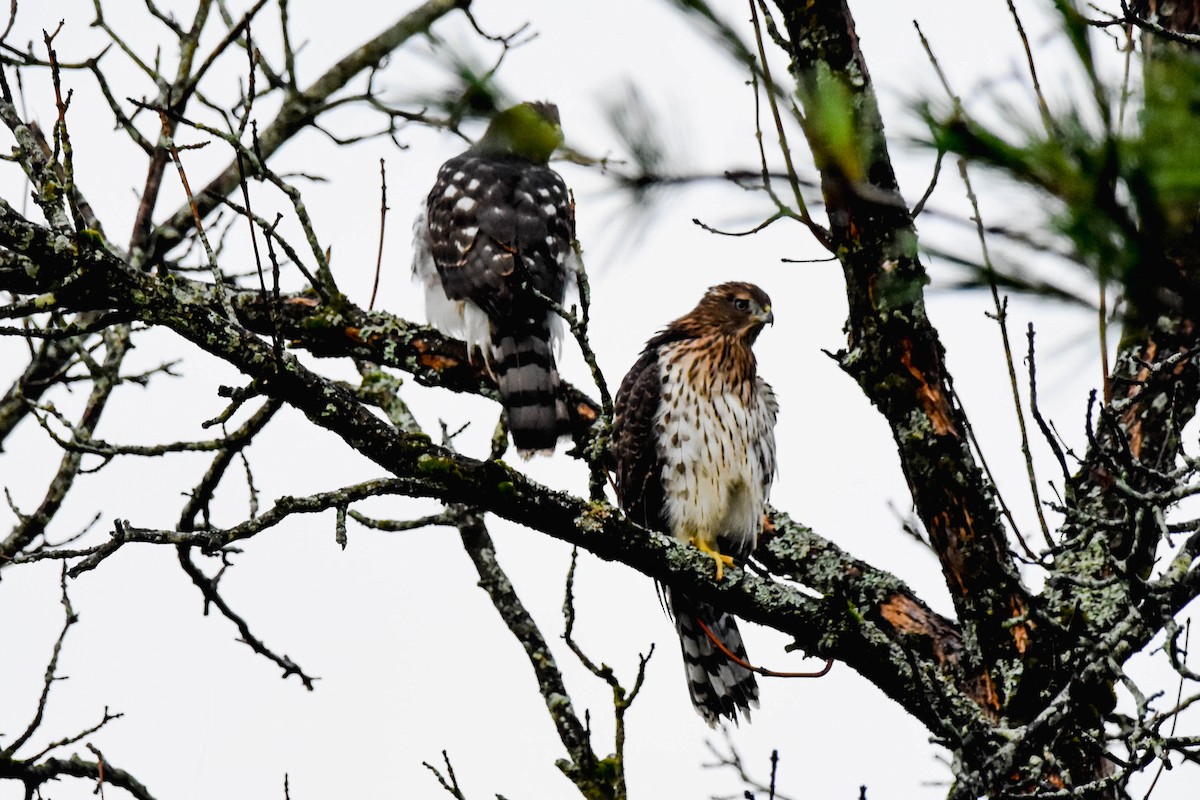 Cooper's Hawk - Jacoba Freeman