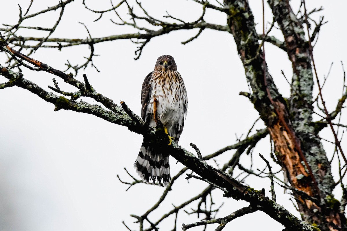 Cooper's Hawk - ML621721293