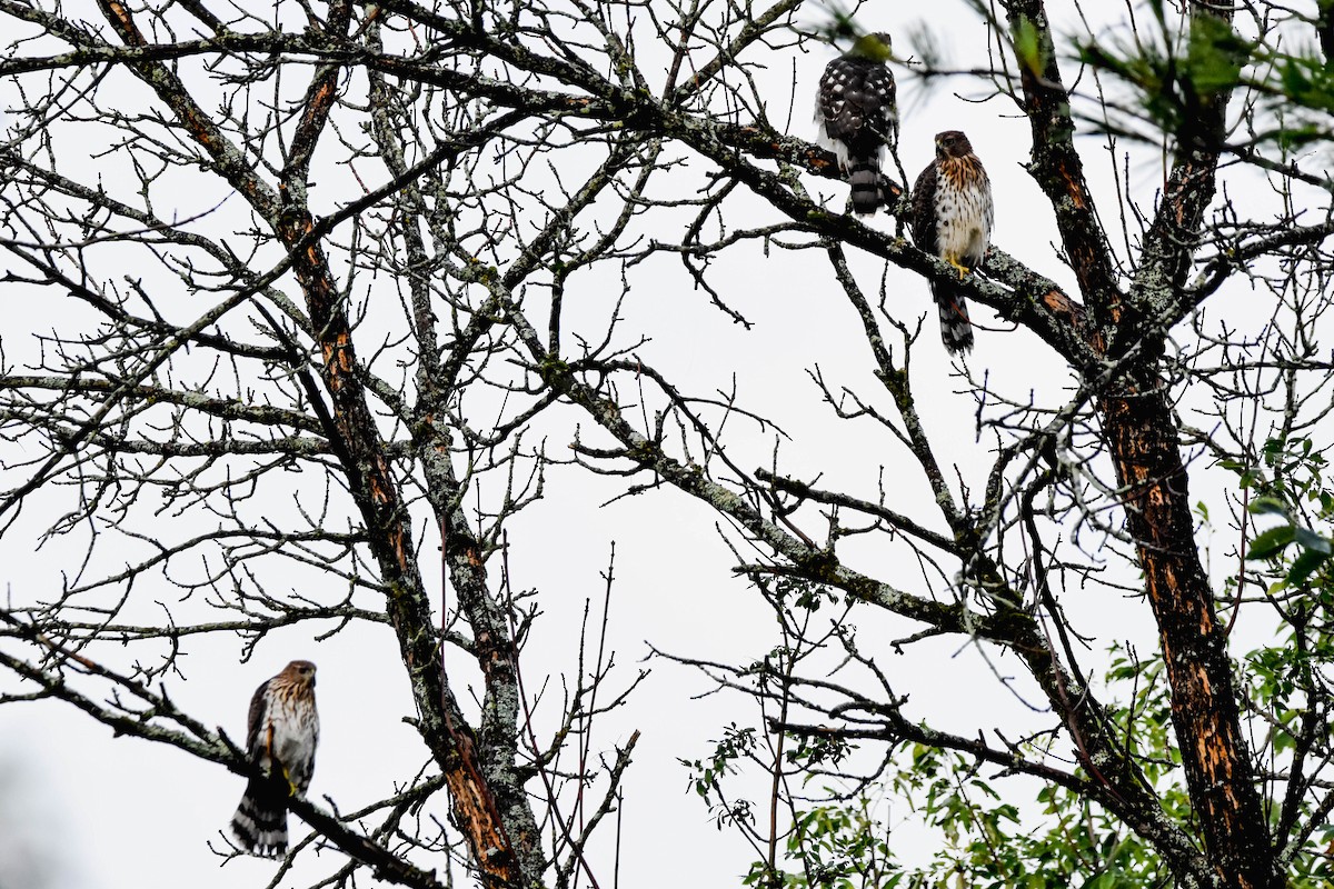 Cooper's Hawk - ML621721294