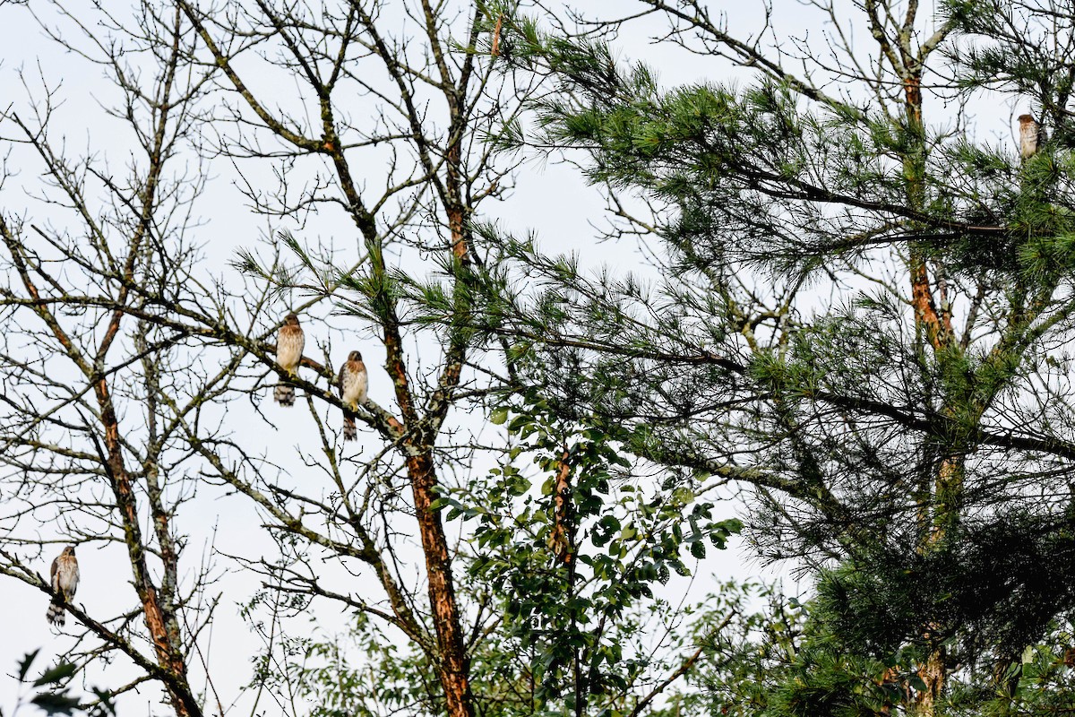 Cooper's Hawk - ML621721295