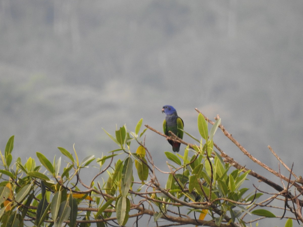 Blue-headed Parrot - ML621721372