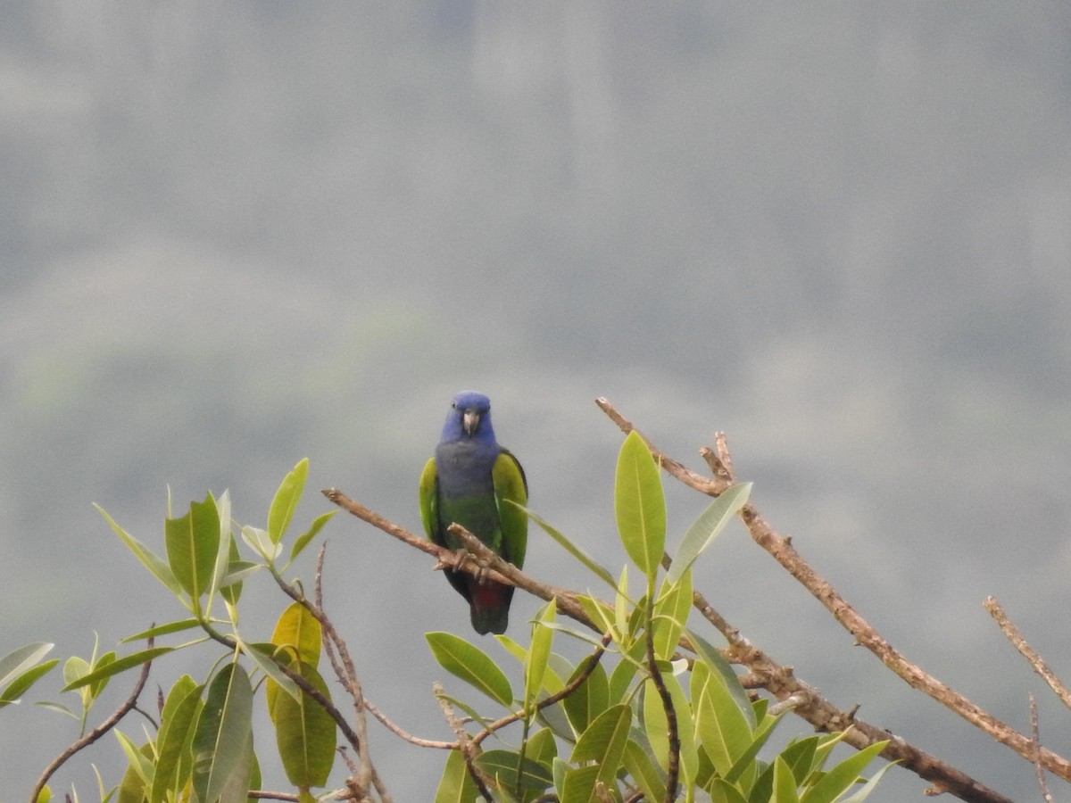 Blue-headed Parrot - ML621721373