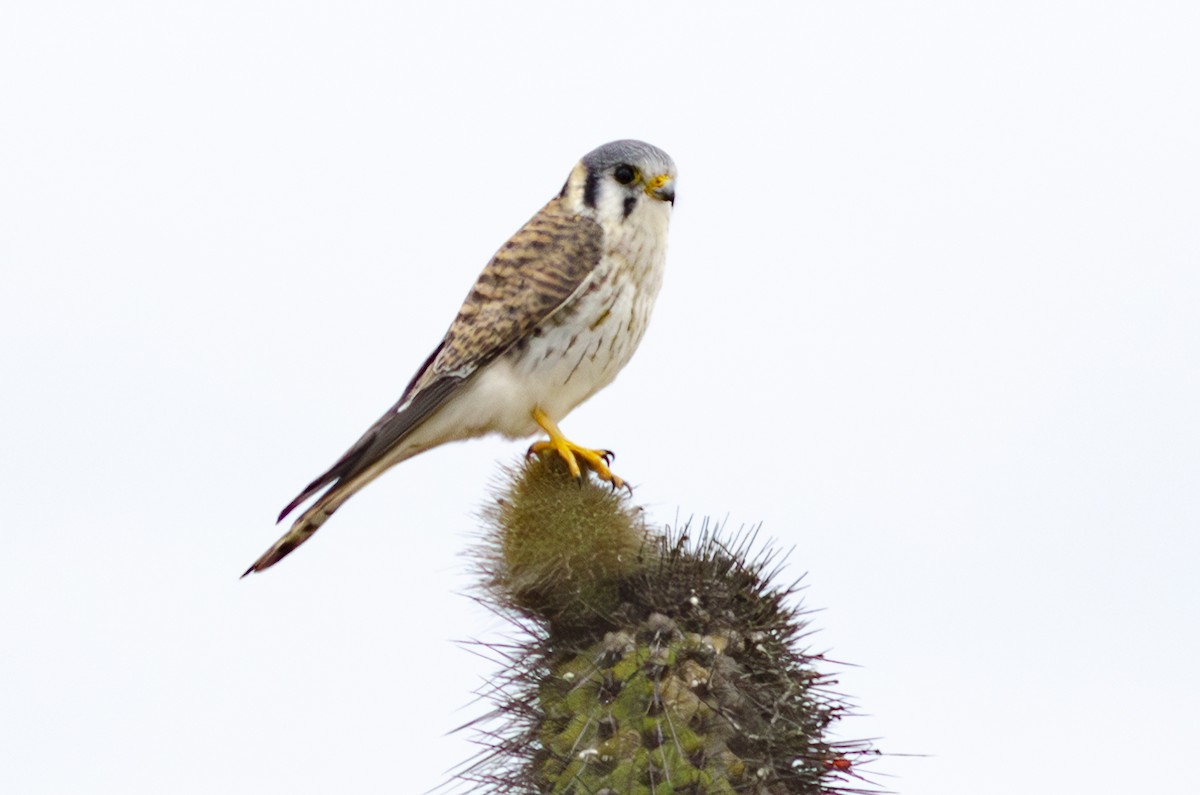 American Kestrel - ML621721411