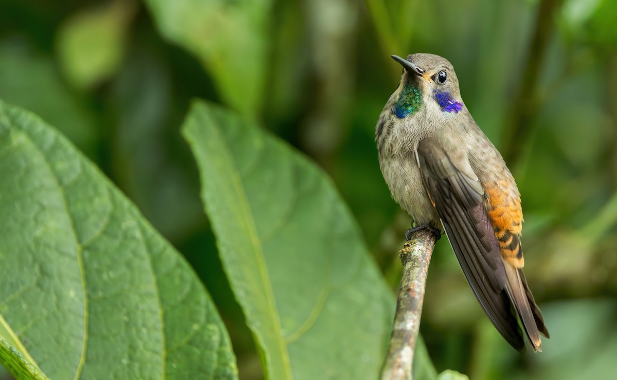 Brown Violetear - ML621721480