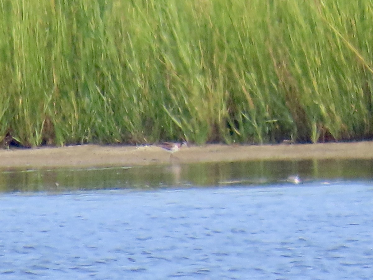 Wilson's Phalarope - ML621721481