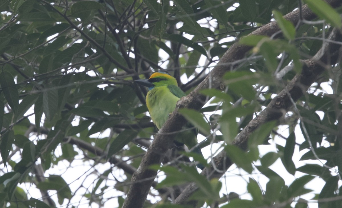 Yellow-crowned Barbet - ML621721516