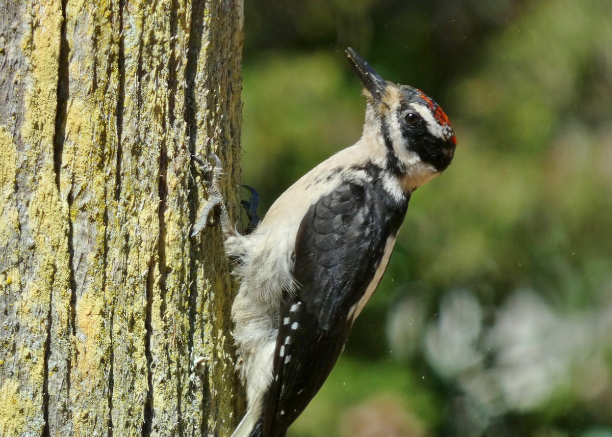 Hairy Woodpecker - ML621721559