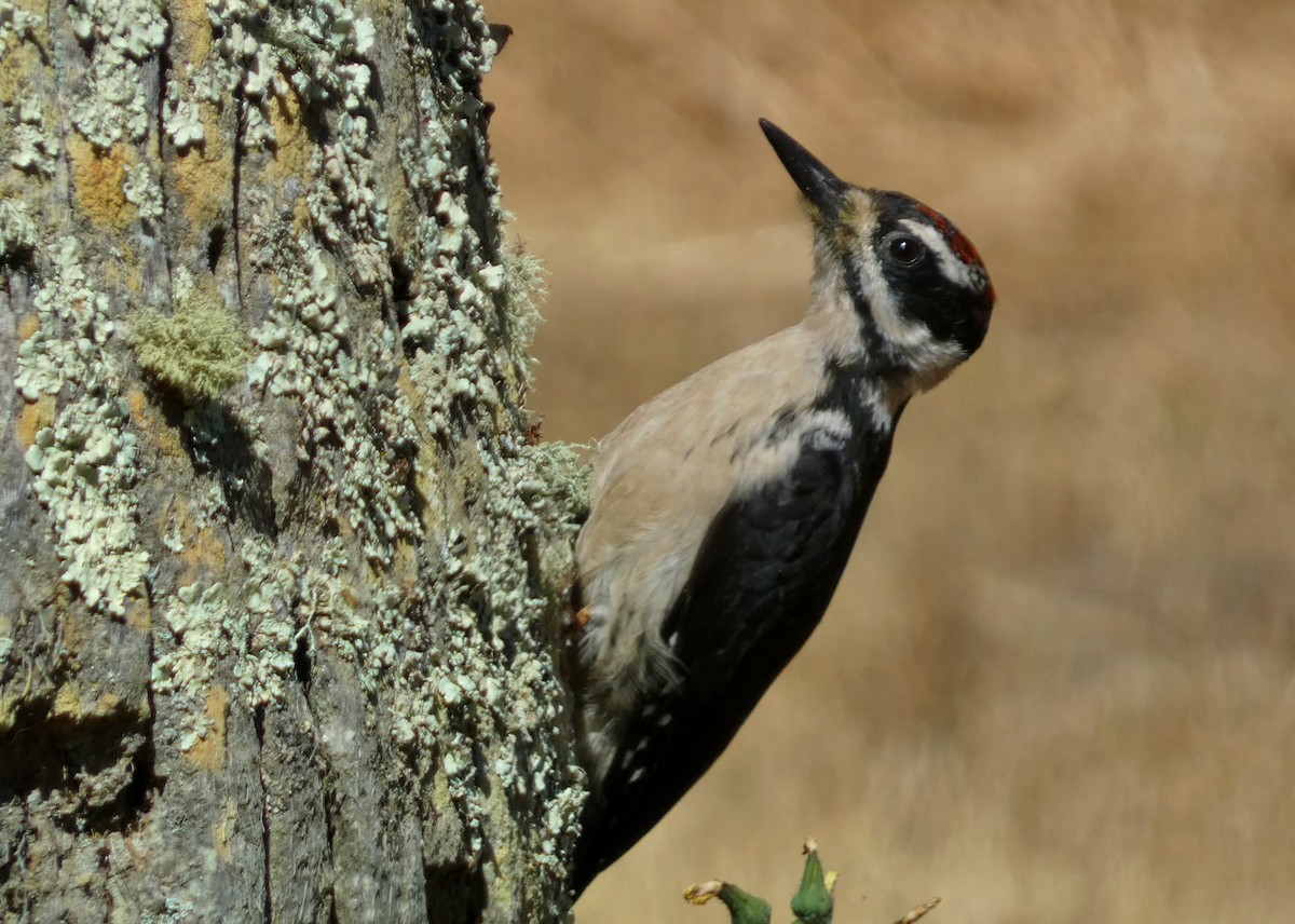 Hairy Woodpecker - ML621721560