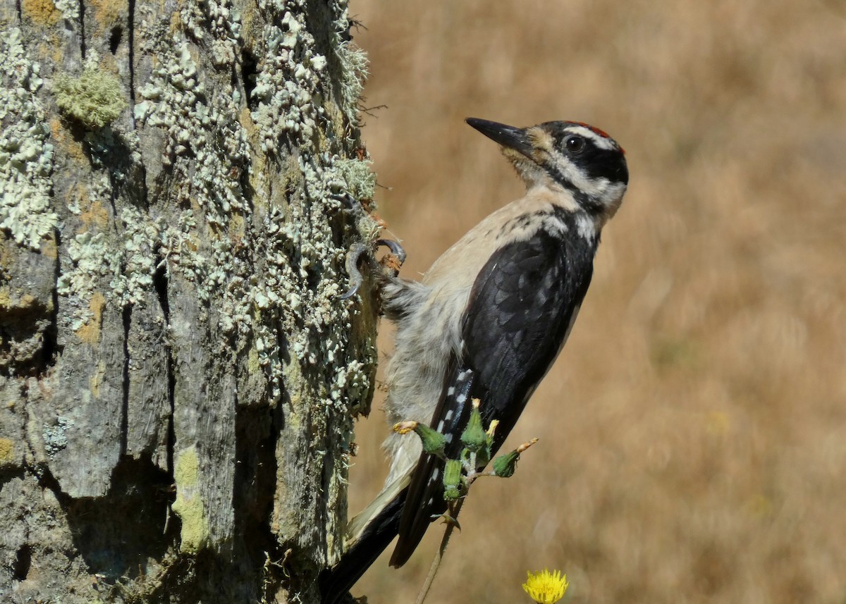 Hairy Woodpecker - ML621721561