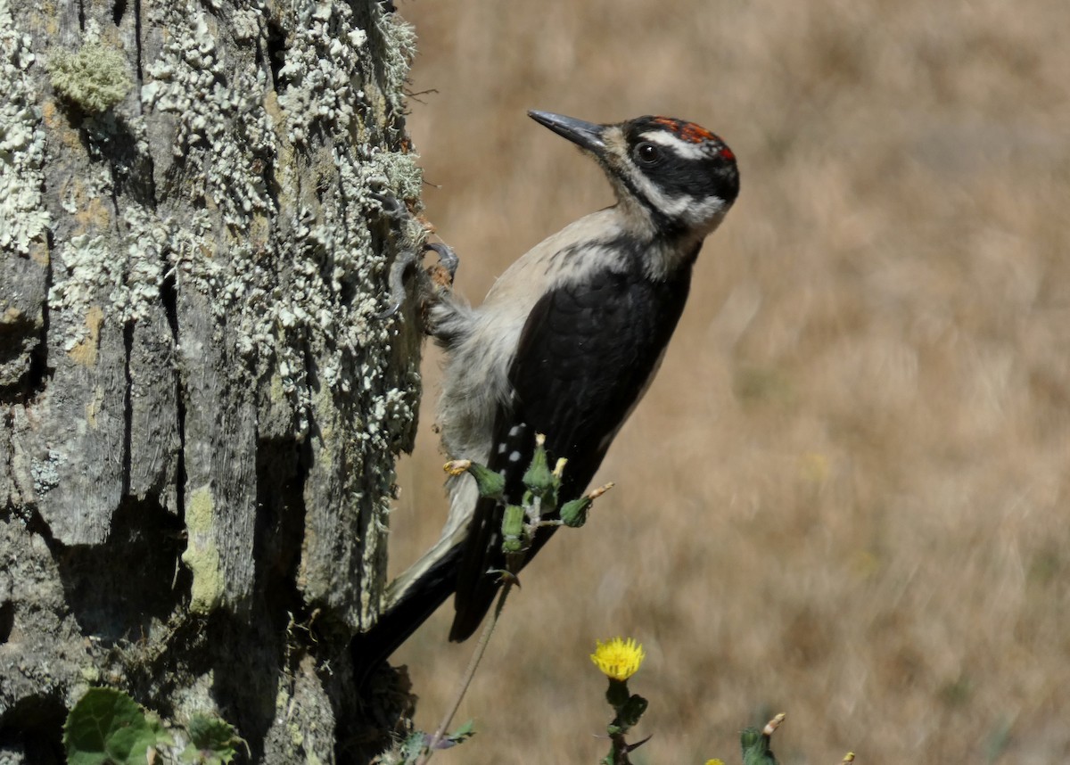 Hairy Woodpecker - David Assmann