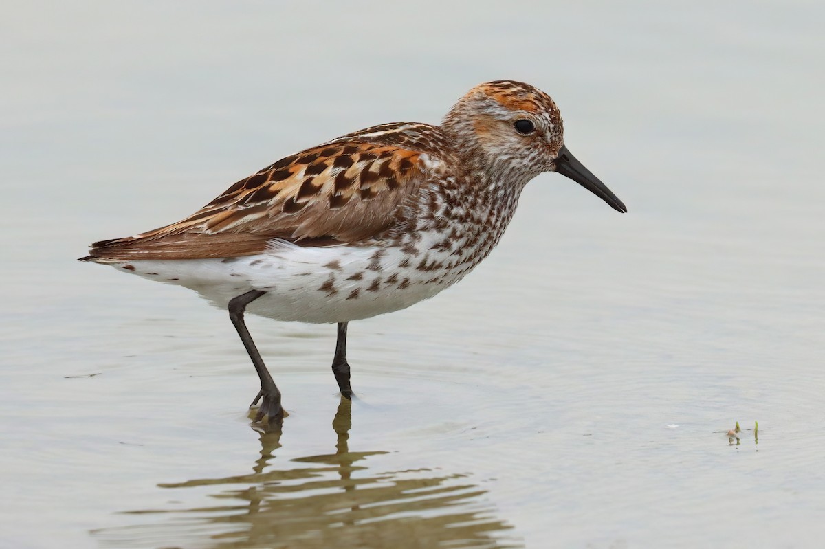 Western Sandpiper - ML621721579