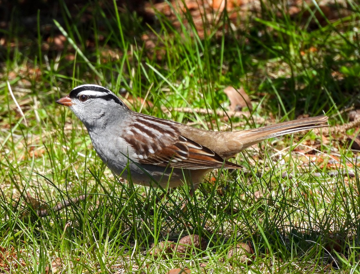 White-crowned Sparrow - ML621721592