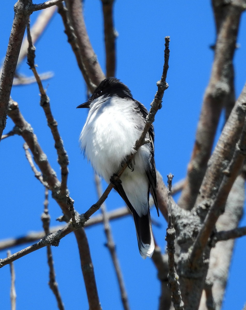 Eastern Kingbird - ML621721611