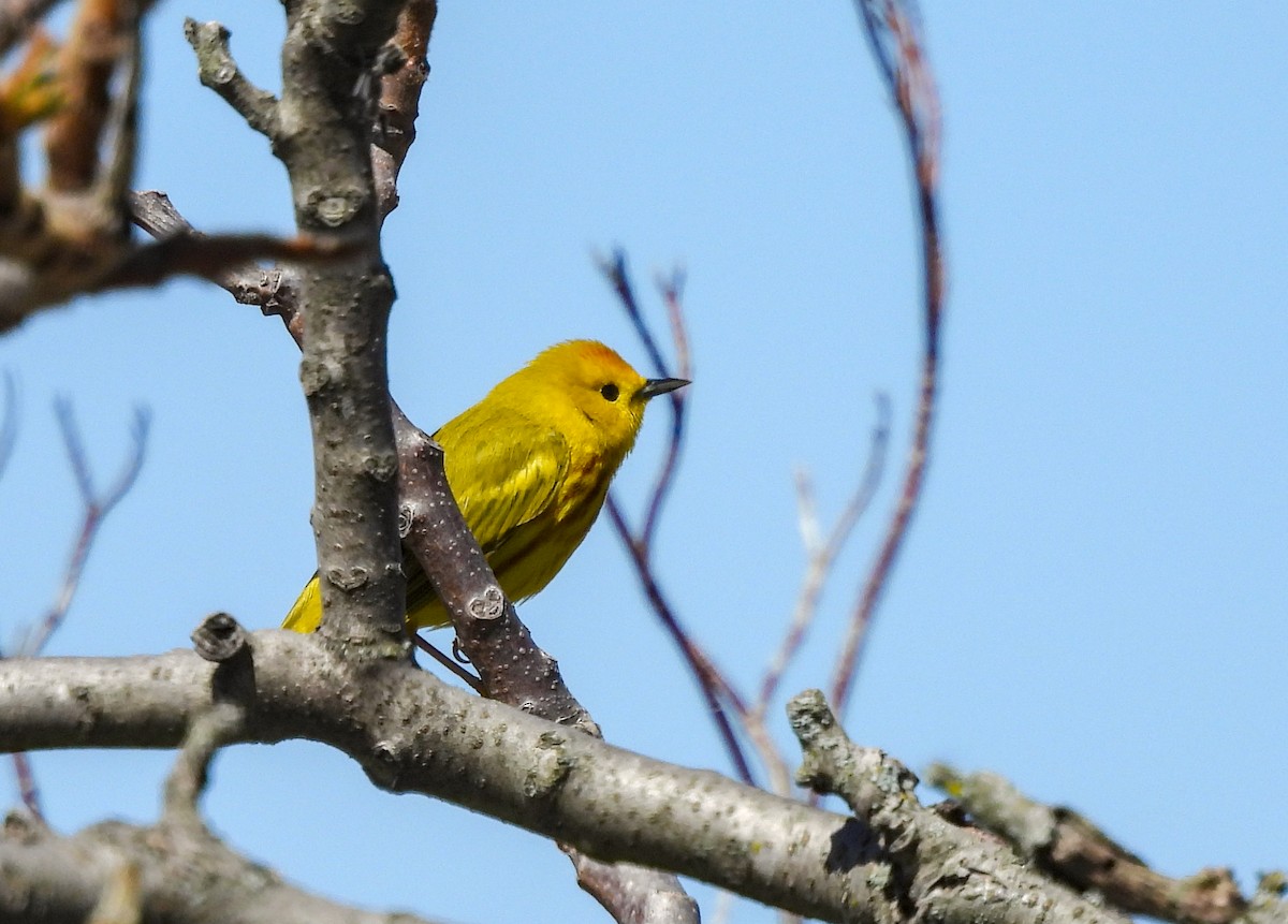 Yellow Warbler - ML621721613