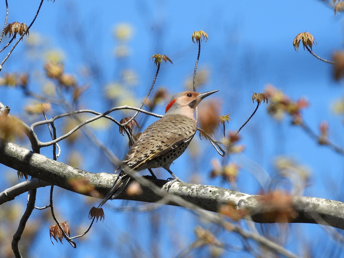 Northern Flicker - ML621721627