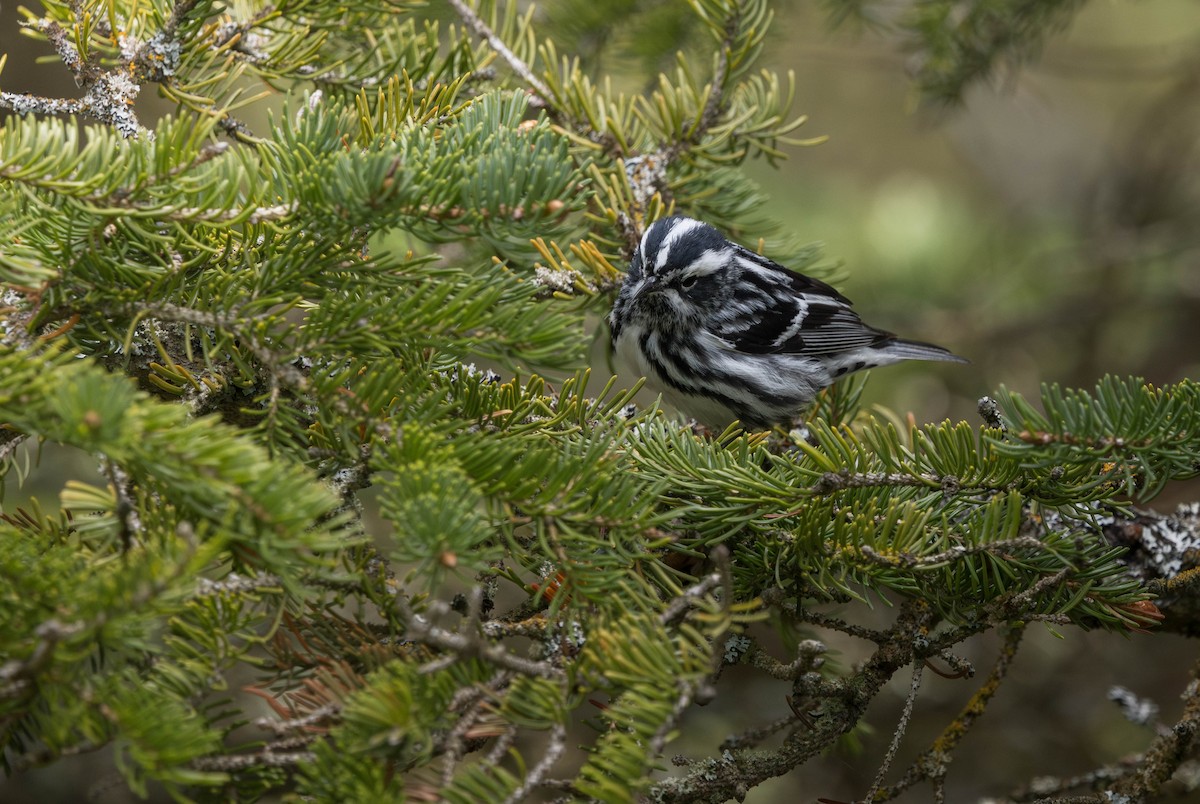 Black-and-white Warbler - ML621721628
