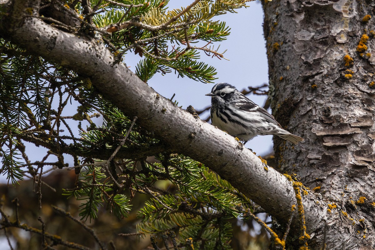 Black-and-white Warbler - ML621721629