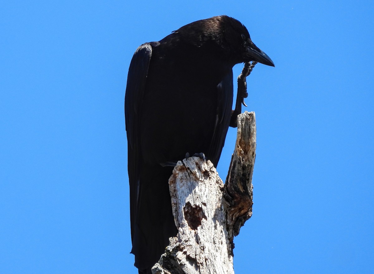 American Crow - ML621721644