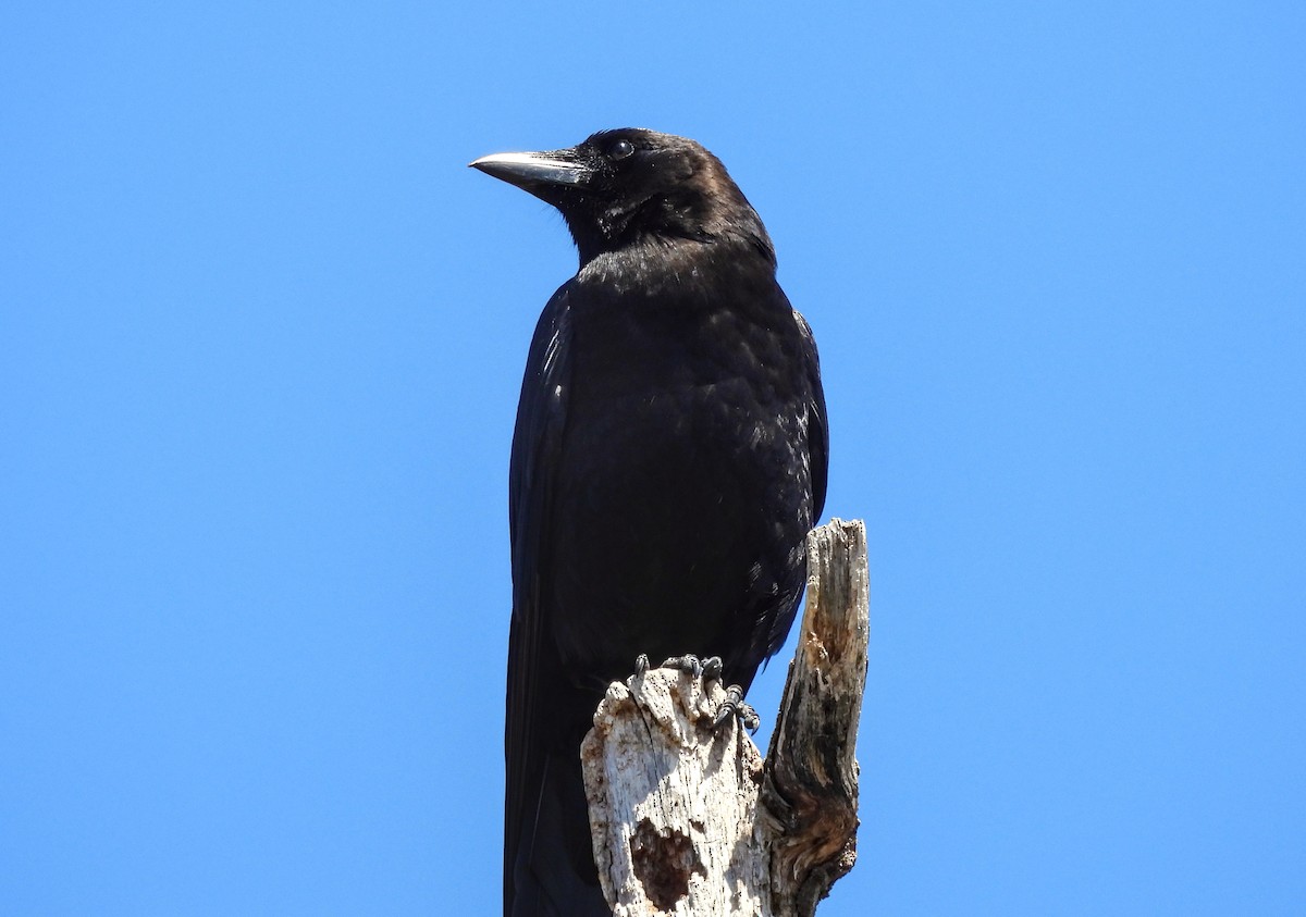 American Crow - ML621721645