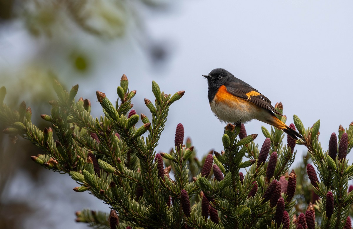 American Redstart - ML621721660