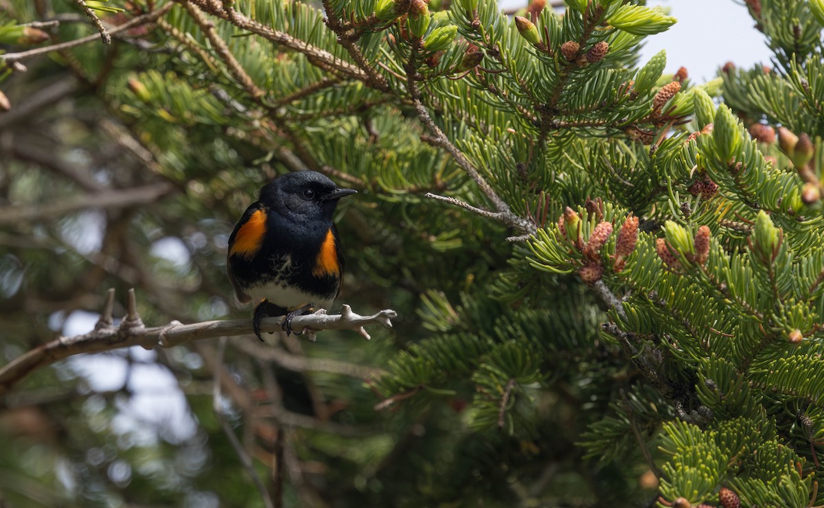 American Redstart - ML621721661