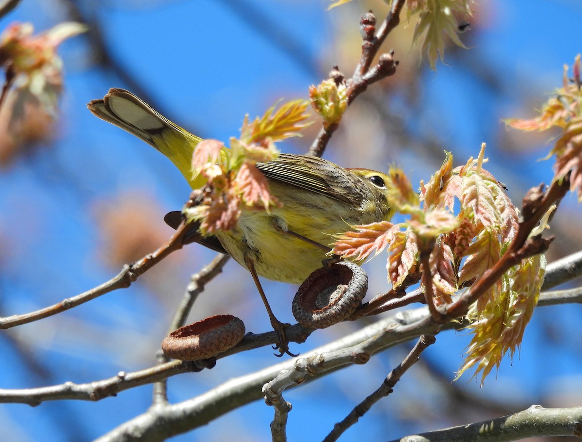 Palm Warbler - James Earles