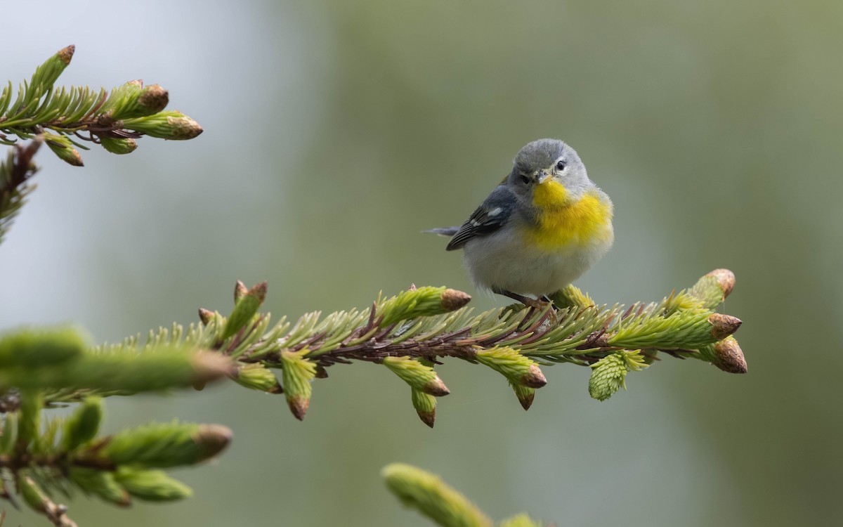 Northern Parula - ML621721705