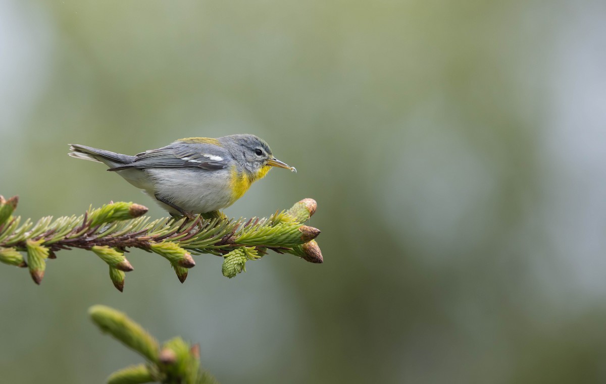Northern Parula - ML621721706