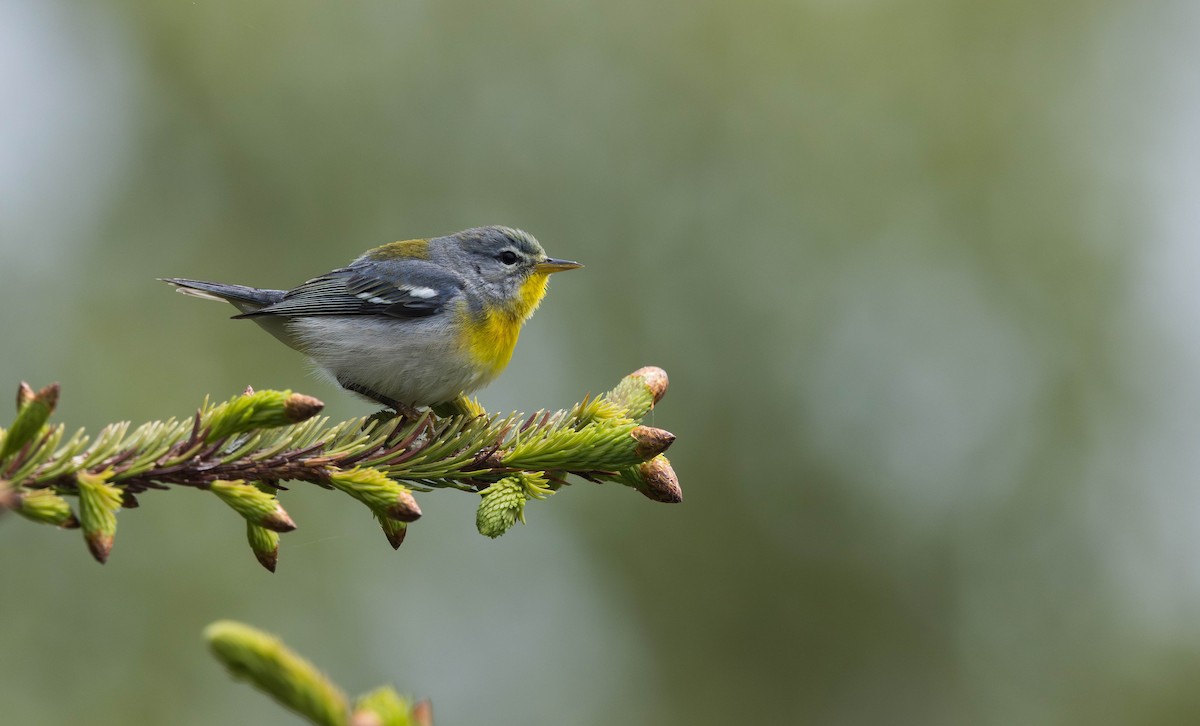 Northern Parula - ML621721707