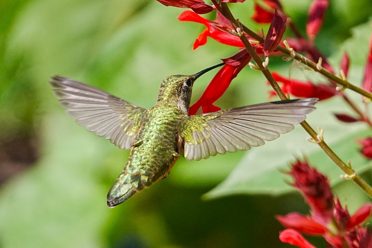 Broad-tailed Hummingbird - ML621721708