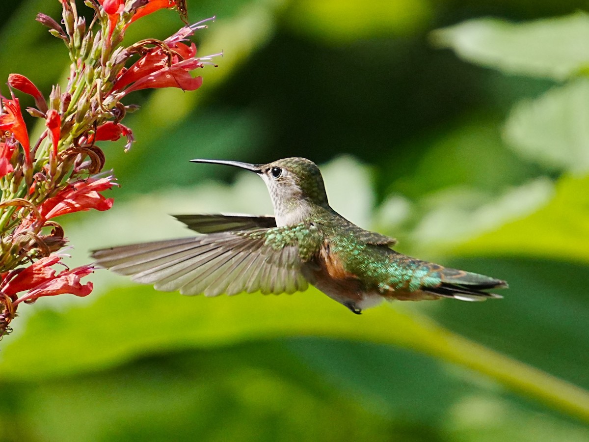 Broad-tailed Hummingbird - ML621721709