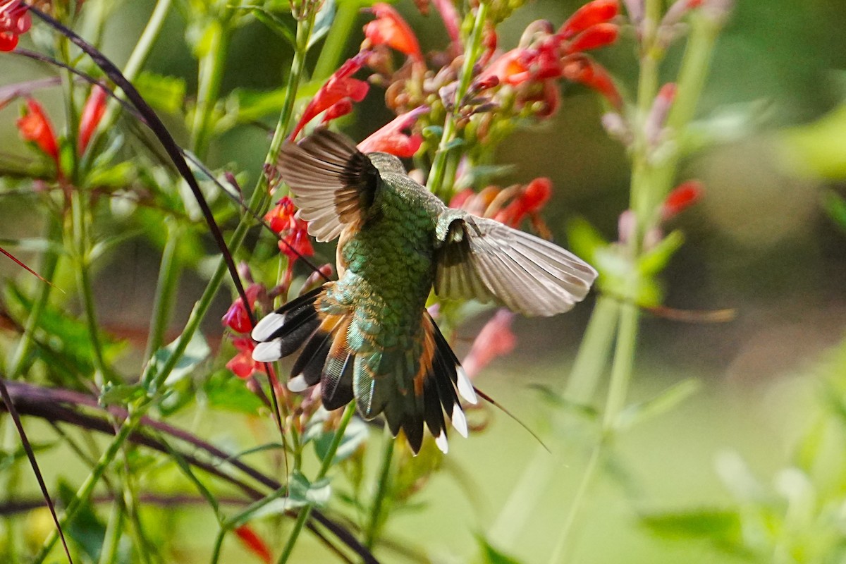 Broad-tailed Hummingbird - ML621721714