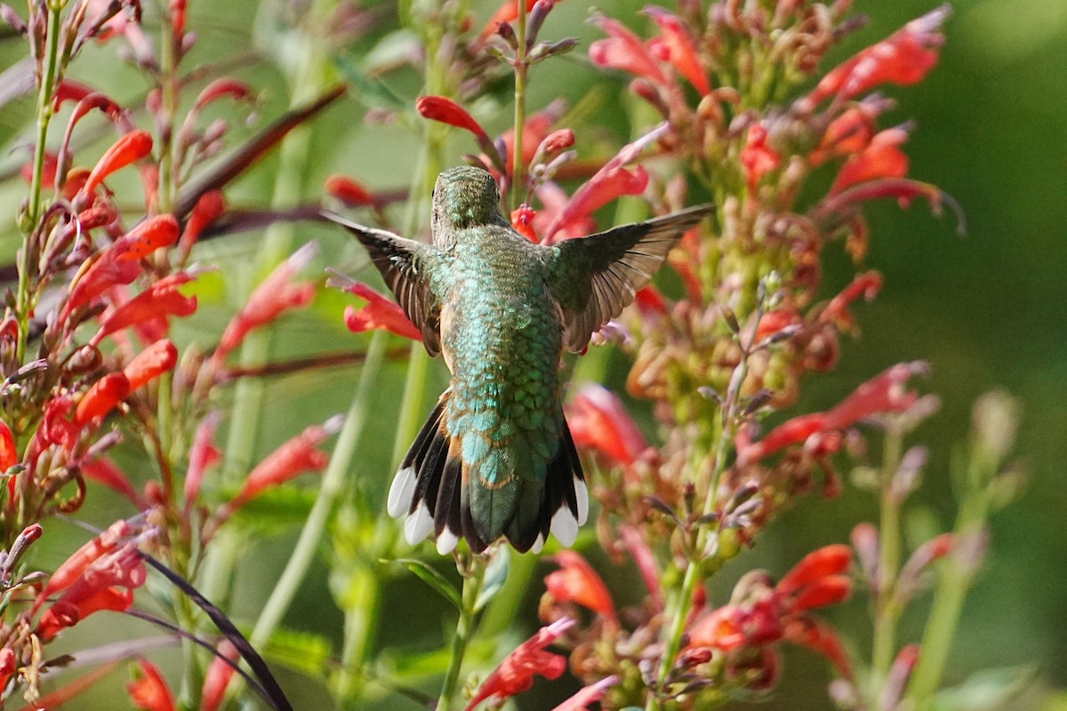 Broad-tailed Hummingbird - ML621721715