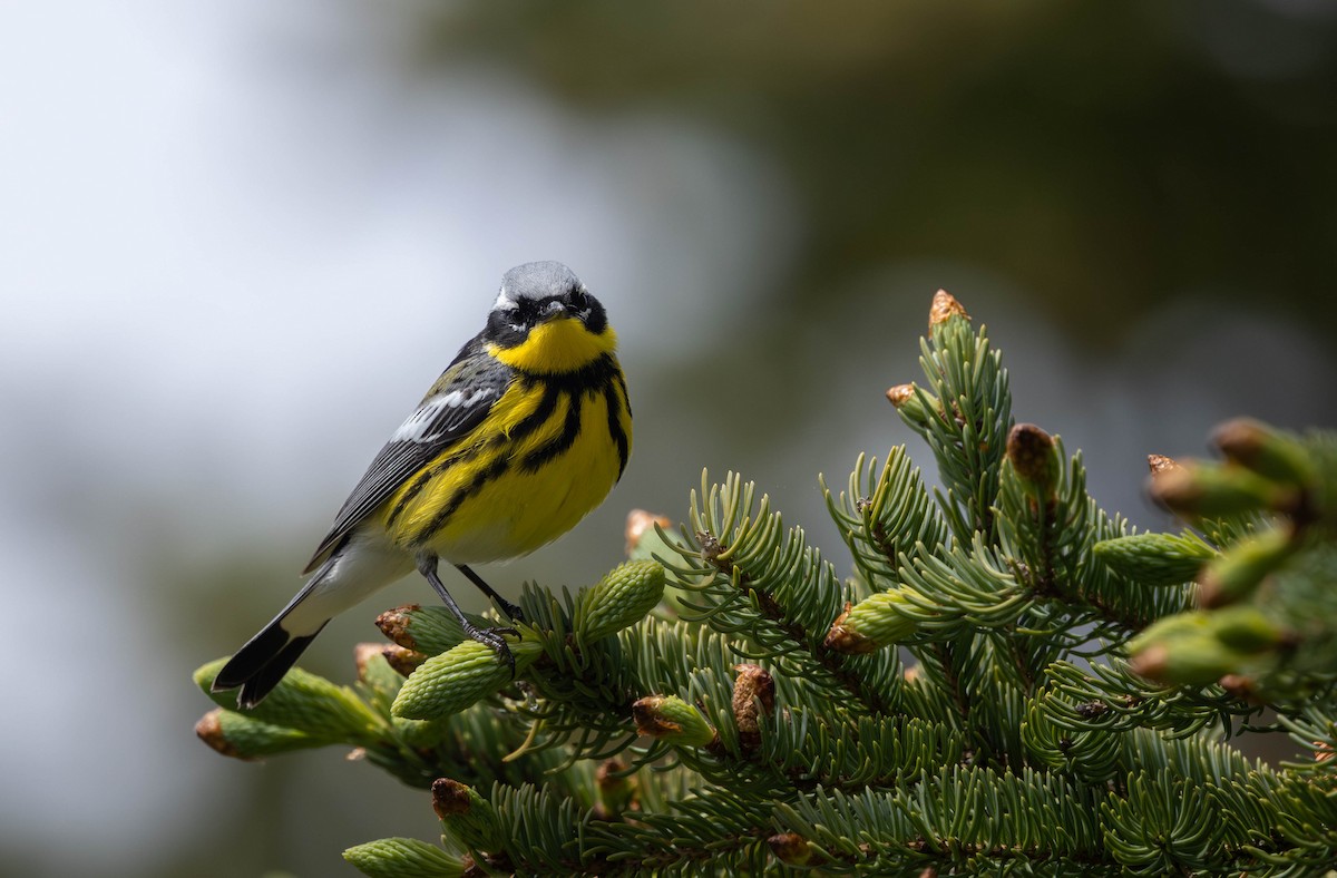 Magnolia Warbler - ML621721766