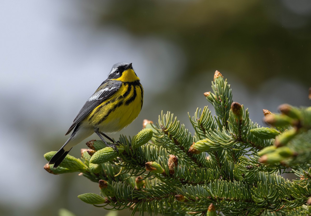 Magnolia Warbler - ML621721767